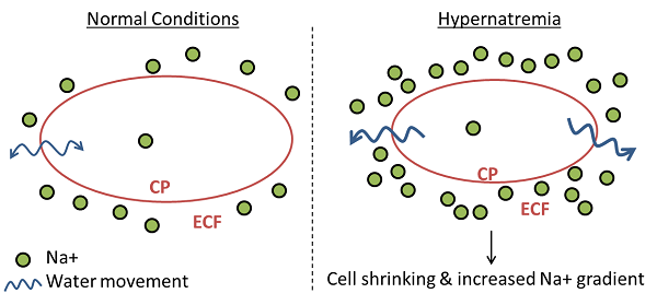 هایپرناترمی چیست و چگونه ایجاد میشود؟